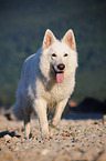 walking White Swiss Shepherd