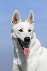 White Swiss Shepherd portrait