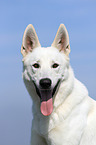 White Swiss Shepherd portrait