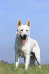 White Swiss Shepherd