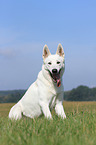 sitting White Swiss Shepherd