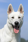 White Swiss Shepherd portrait