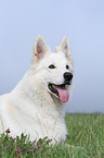 lying White Swiss Shepherd