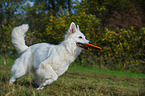 playing White Swiss Shepherd