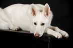 lying Berger Blanc Suisse