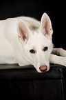 lying Berger Blanc Suisse