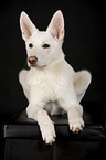 lying Berger Blanc Suisse