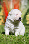 Berger Blanc Suisse Puppy