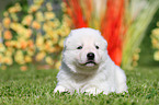 Berger Blanc Suisse Puppy