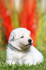 Berger Blanc Suisse Puppy