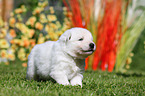 Berger Blanc Suisse Puppy