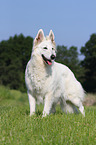 standing Berger Blanc Suisse