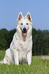 sitting Berger Blanc Suisse