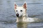 swimming Berger Blanc Suisse