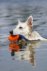 swimming Berger Blanc Suisse