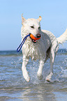 playing Berger Blanc Suisse