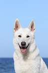 Berger Blanc Suisse portrait