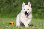 Berger Blanc Suisse Puppy