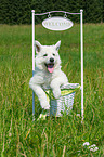 Berger Blanc Suisse Puppy