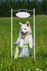 Berger Blanc Suisse Puppy