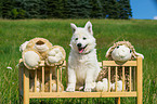 Berger Blanc Suisse Puppy