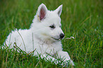 Berger Blanc Suisse Puppy