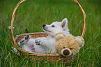 Berger Blanc Suisse Puppy