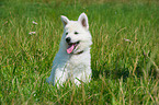 Berger Blanc Suisse Puppy