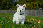 Berger Blanc Suisse Puppy