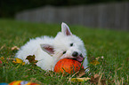 Berger Blanc Suisse Puppy