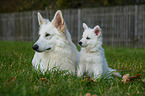 Berger Blanc Suisse