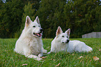 lying Berger Blanc Suisse