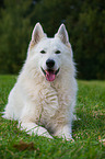 lying Berger Blanc Suisse