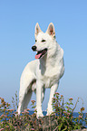 standing Berger Blanc Suisse