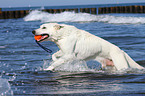 playing Berger Blanc Suisse