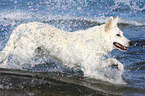 running Berger Blanc Suisse