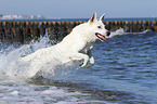 running Berger Blanc Suisse