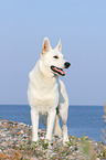 standing Berger Blanc Suisse