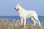 standing Berger Blanc Suisse