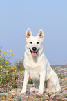 sitting Berger Blanc Suisse