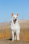 standing Berger Blanc Suisse