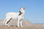 standing Berger Blanc Suisse