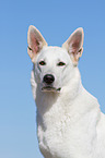 Berger Blanc Suisse portrait