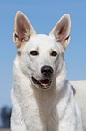 Berger Blanc Suisse portrait