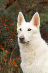 Berger Blanc Suisse Portrait