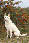 sitting Berger Blanc Suisse