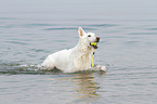 playing Berger Blanc Suisse