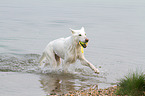 playing Berger Blanc Suisse