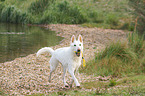 playing Berger Blanc Suisse