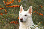 Berger Blanc Suisse Portrait